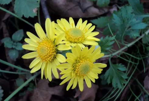 1687195953165291.png image.png