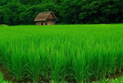 ​形容无私奉献的诗句有哪些（无私奉献的简短名言）