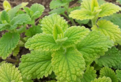 ​描写战争的句子和段落（关于战争残酷的名言）