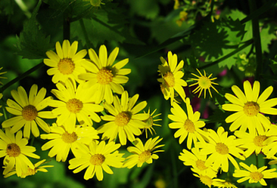 ​家风名言警句有哪些（赞美好家风的优美句子）