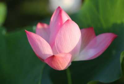 ​冰心的名言名句（冰心经典语录摘抄大全）