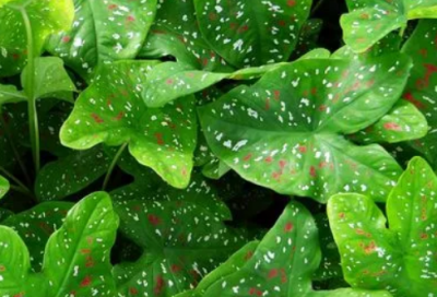 ​王阳明名言名句（王阳明励志名言）