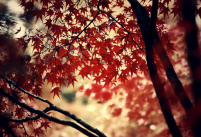 ​关于孝顺的名言