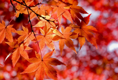 ​关于反腐倡廉的警句