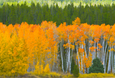 ​祝福老人健康长寿的祝福语56条