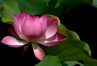 ​十五的月亮十六圆祝福语56条