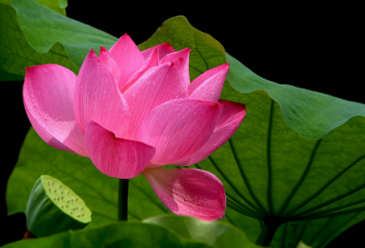 ​38妇女节祝福短信(三八妇女节名言简短)