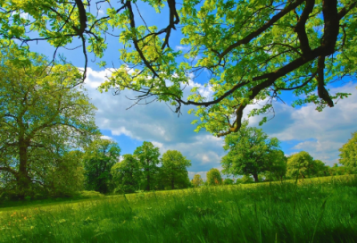 ​西北有浮云什么意思（西北有浮云亭亭如车盖典故）