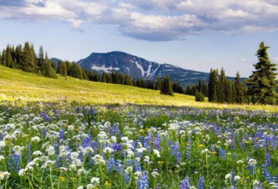 ​尊老爱幼的作文500字（尊老敬老的作文精选12篇）