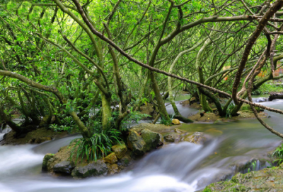 ​松树的品质和精神（松树的特点作文）