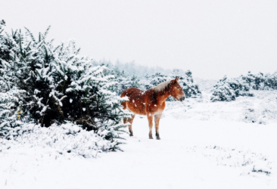 ​关于母亲的名人名言