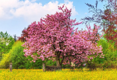 ​银行实习报告