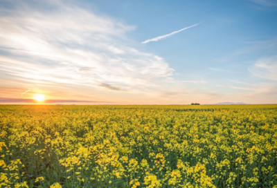 ​中国农民工调研报告