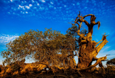 ​模具设计前台文员实习报告