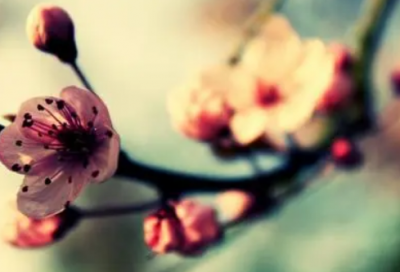 ​教育实习调查报告