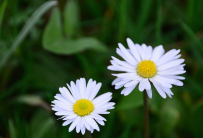 ​野猪泛滥成灾捕杀后能吃吗（完善野生动物危害防控机制）