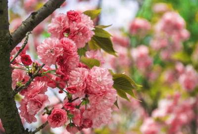 ​关于打羽毛球的初中英语作文范文