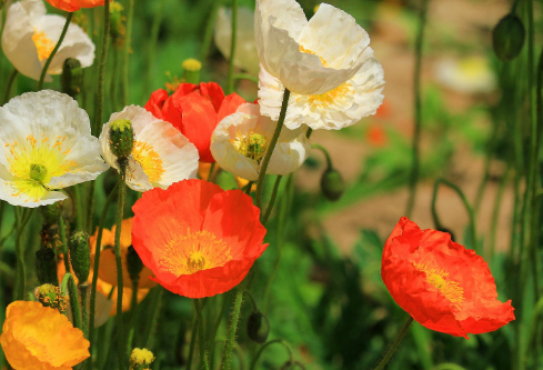 1691497072242922.png image.png