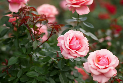 1691497570632115.png image.png