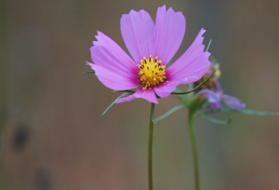 ​醉赠刘二十八使君赏析名句（醉赠刘二十八使君赏析）
