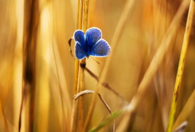 ​初中写动物的作文范文