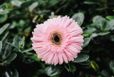 ​描写一种动物的作文范文