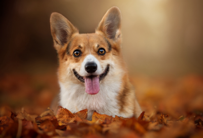 ​吸引人的招商广告语（有创意的招商文案）