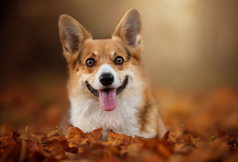 1691500223895523.png image.png