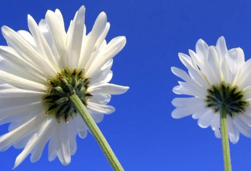 1691505198483933.png image.png