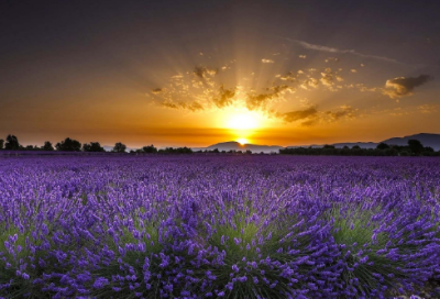 ​陈元方候袁公阅读答案（陈元方候袁公文言文启示）