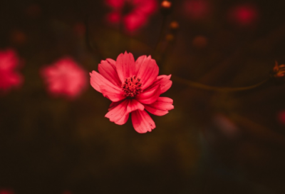 ​彼岸花开什么意思（彼岸花的经典语句）