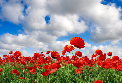 1691517966761213.png image.png