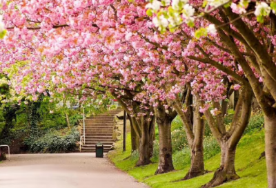 ​优秀作文范文：适应是为了未来