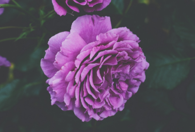 ​百善孝为先作文600字（百善孝为先高中优秀作文）