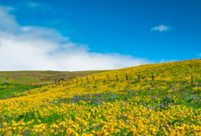 ​坐观垂钓者下一句是什么（望洞庭湖赠张丞相赏析）