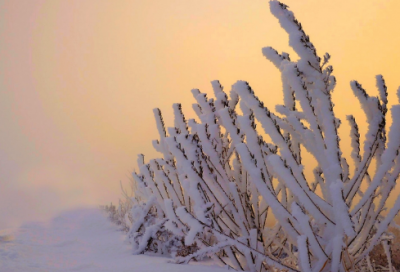 ​关于饺子的传说简短（饺子的历史典故和传说）