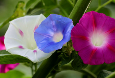 ​月下独酌四首其一讲了什么（月下独酌四首其一赏析）