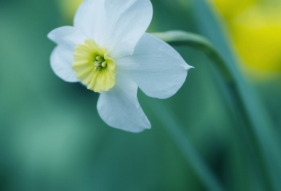 ​高考优秀古诗体作文范文：永远的谭嗣同