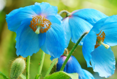 ​上海的味道为题作文的范文及点评