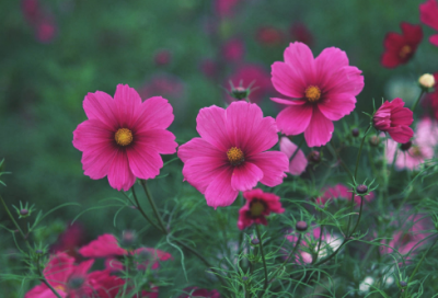 ​成长需要挫折初中作文（成长需要挫折优秀作文600字）