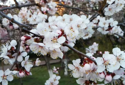 ​日常记事作文范文