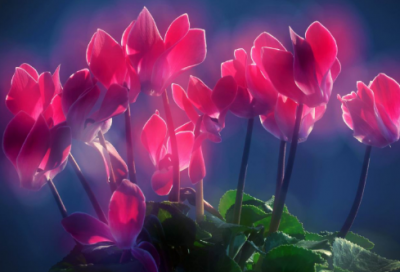 ​晚春赏析简短50字（晚春名句赏析及情感）