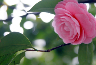 ​关于猫的唯美简短网名(精选196个)