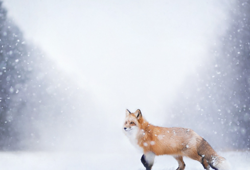 1691691266409835.png image.png