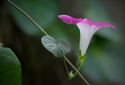 ​兔年小名洋气点乳名(44个)