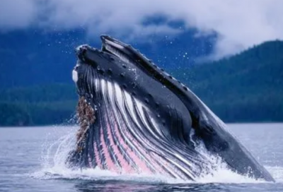 ​带有茶的寓意的名字(共83个)