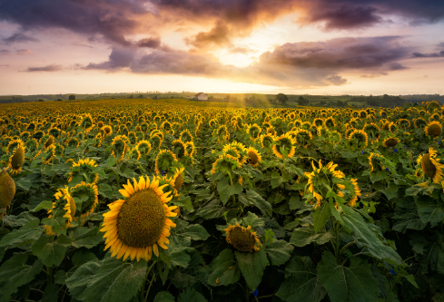 1691725334650156.png image.png