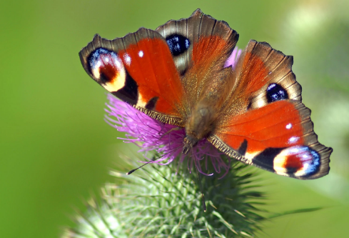 1691737115870264.png image.png