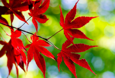 ​姓李取一个微信名字(66个)