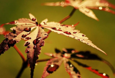 ​2023年新年寄语大全(精选100句)